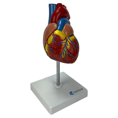Coração Clássico com Hipertrofia Ventricular 2 Partes CO04
