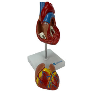 Coração Clássico com Hipertrofia Ventricular 2 Partes CO04 