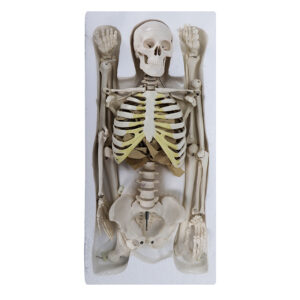 Mini Esqueleto coluna flexível ES18 