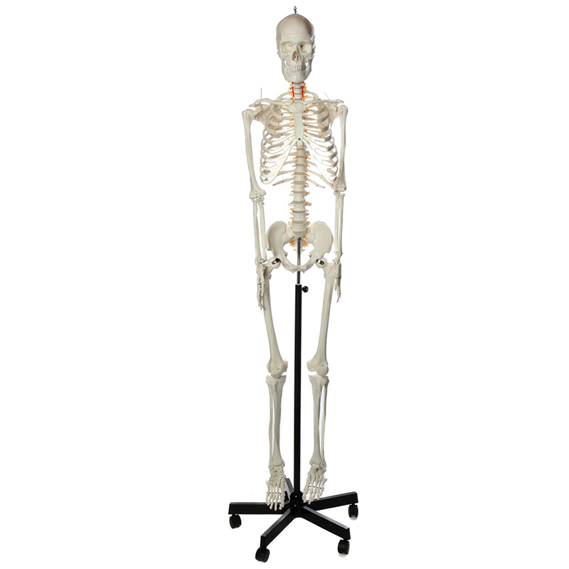 Esqueleto Adulto flexível em suporte ES15