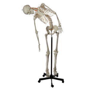 Esqueleto Adulto flexível em suporte ES15
