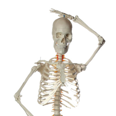Esqueleto Adulto flexível em suporte ES15