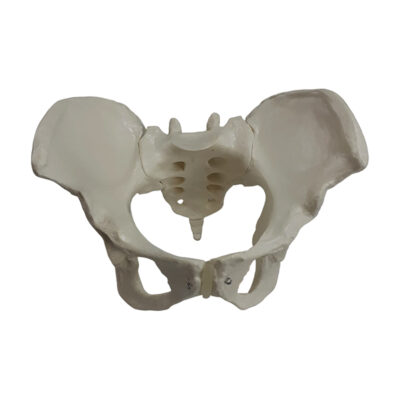 Esqueleto Pelvico feminino ES61