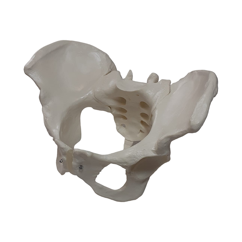Esqueleto Pelvico feminino ES61

