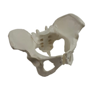 Esqueleto Pelvico feminino ES61
