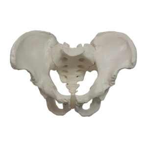Esqueleto Pelvico masculino ES60