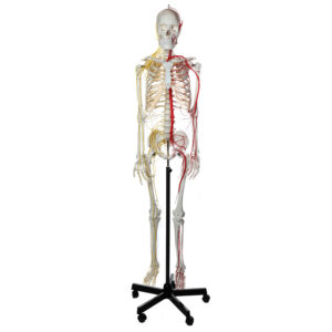 Esqueleto adulto Neurovascular ES20