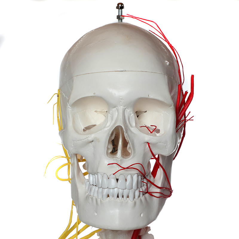 Esqueleto adulto Neurovascular ES20