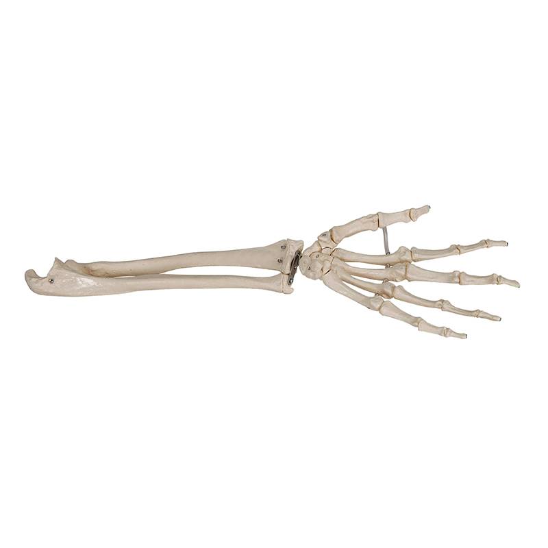Esqueleto da Mão com Ulna e Rádio ES41