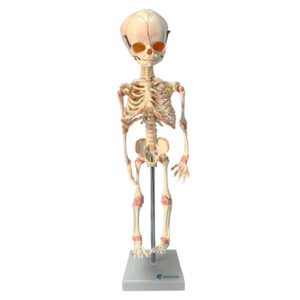 Esqueleto de Feto ES01
