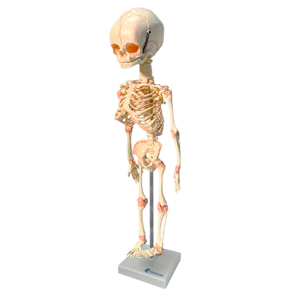 Esqueleto de Feto ES01