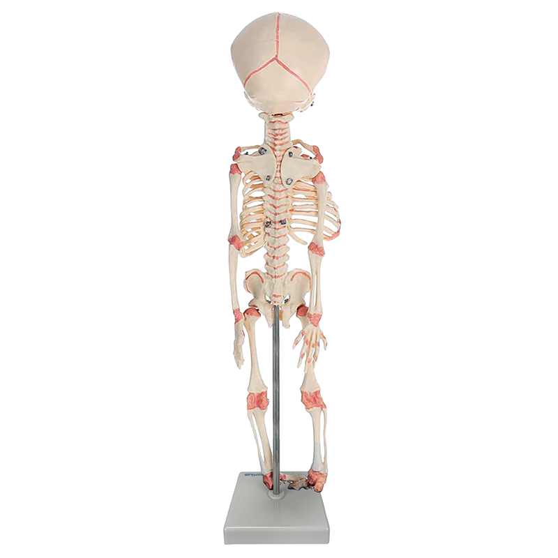 Esqueleto de Feto ES01
