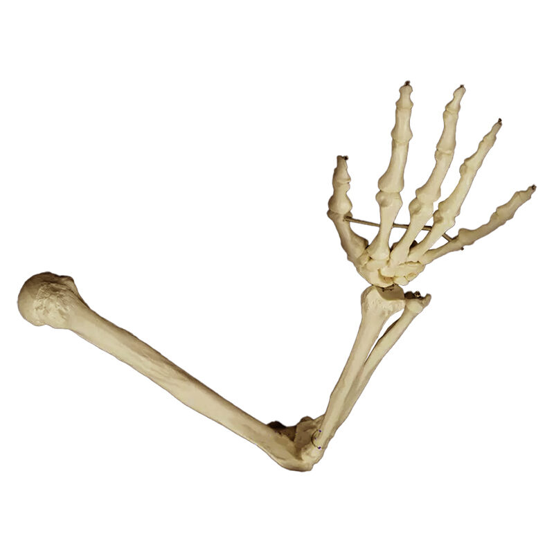 Esqueleto do Braço ES45
