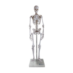 Mini Esqueleto coluna flexível ES18 modelo com metade do metade do tamanho natural que mostra a anatomia do esqueleto humano em detalhes.