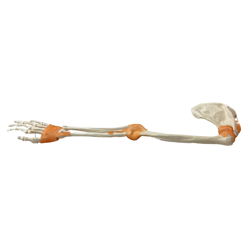 Esqueleto do Braço ligamentos Escápula e Clavícula ES461