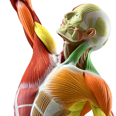 Figura Muscular colorida um quarto do tamanho FM59