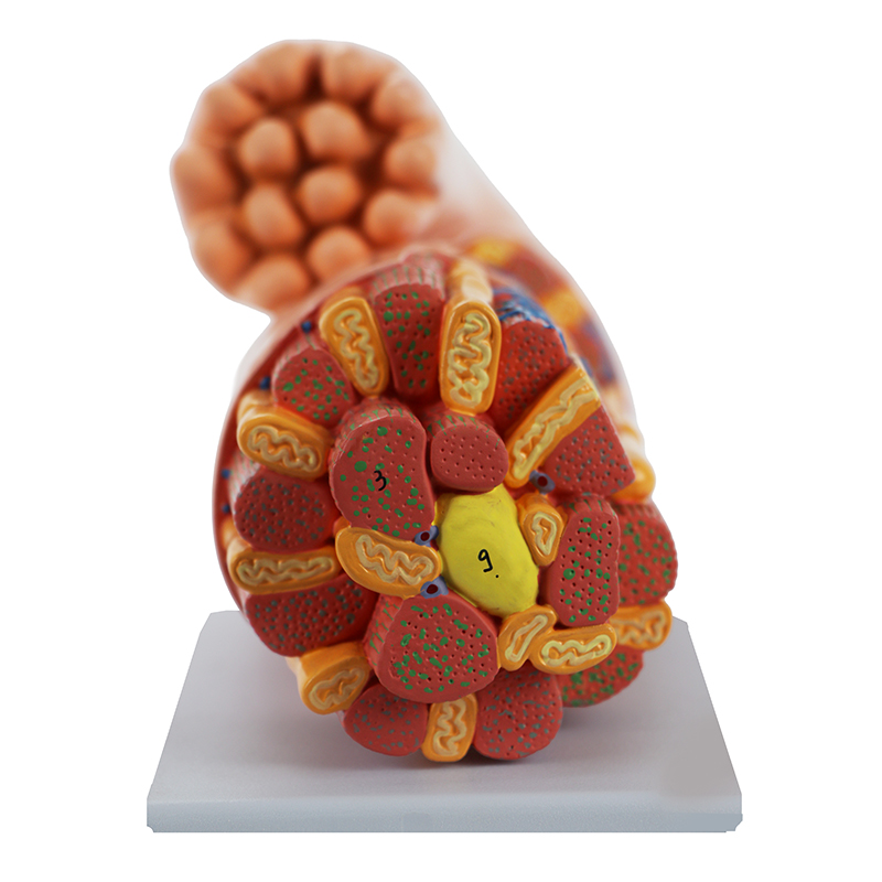 Micro Anatomia da Fibra Muscular Cardíaca FM65