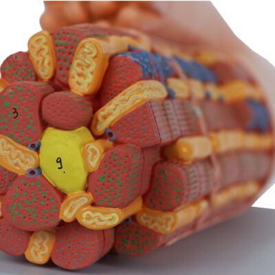Micro Anatomia da Fibra Muscular Cardíaca FM65