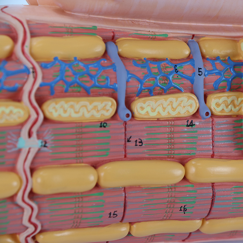 Micro Anatomia da Fibra Muscular Cardíaca FM65