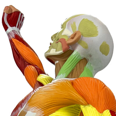 Figura Muscular colorida 1,4 do tamanho FM59