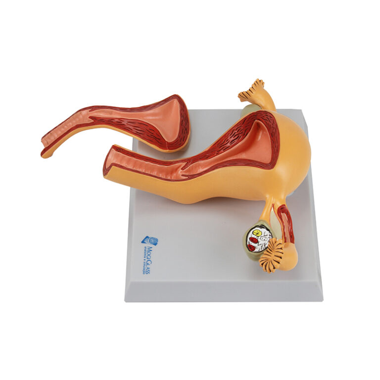 Útero-Ovário Normal 2 partes | MogiGlass Anatomia e Simulação