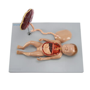 Modelo de Feto com Placenta e Orgãos internos SR350