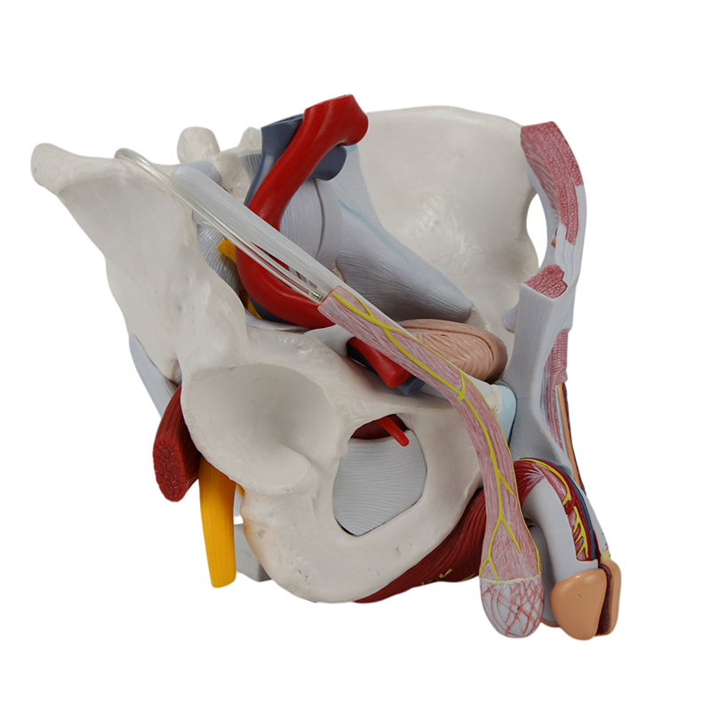 Pelve masculina com ligamentos vasos e nervos ES34