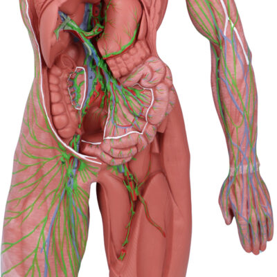 Sistema Linfático SL10