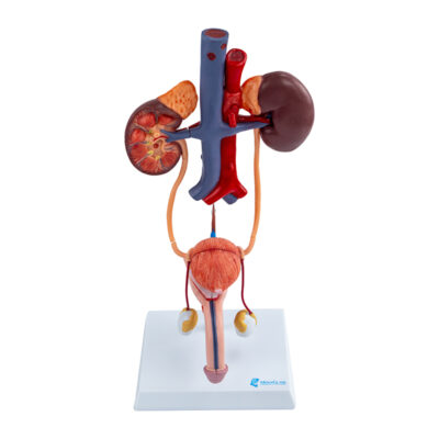 Sistema Urinário masculino SU33