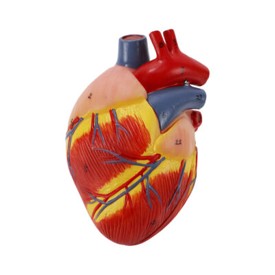 Modelo do Coração Canino VET204