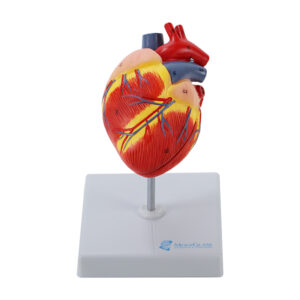 Modelo do Coração Canino VET204