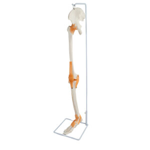 Esqueleto da Perna com ligamentos e Osso do Quadril ES361