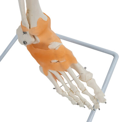 Esqueleto da Perna com ligamentos e Osso do Quadril ES361