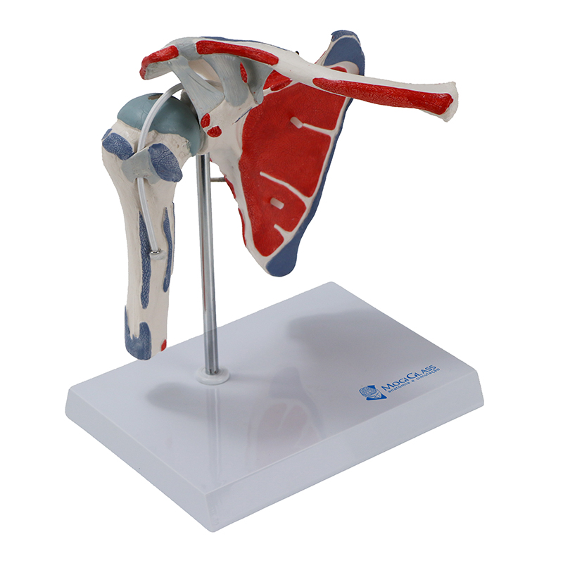 Articulação do ombro com manguito rotador JF201